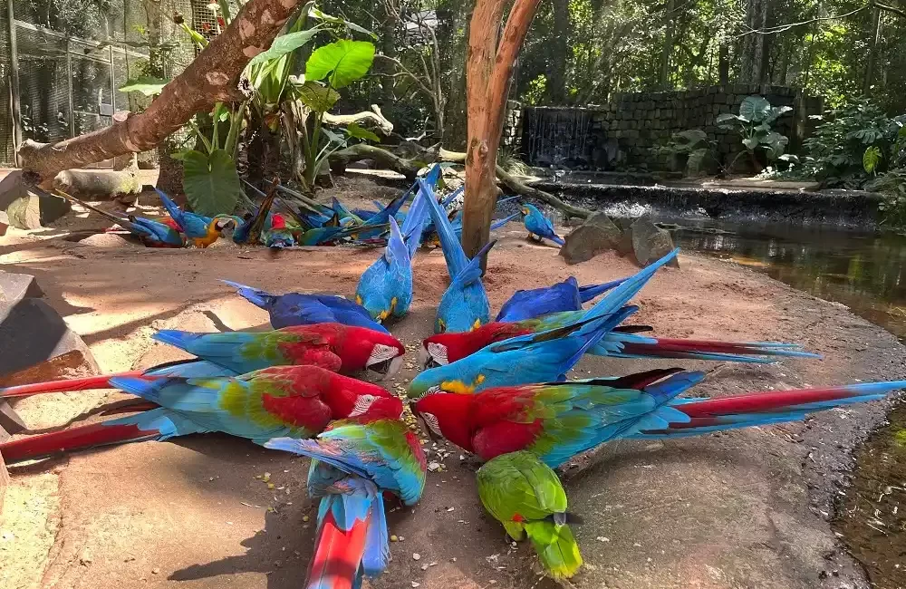Bird Park
